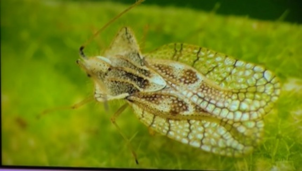Localnicii de la Ialoveni terorizați de insecte neidentificate: „Provoca mușcături, atât adulților cât și copiilor”